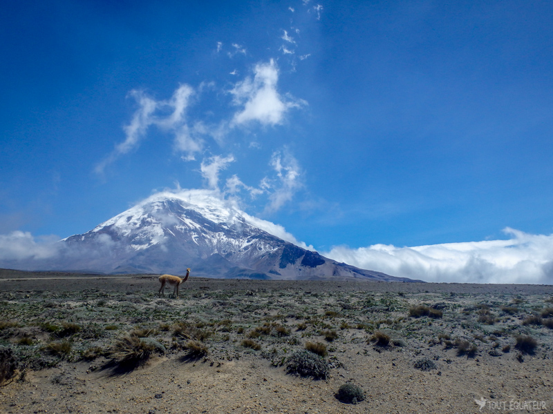 Vigogne-devant-le-Chimborazo.jpg?profile=RESIZE_930x