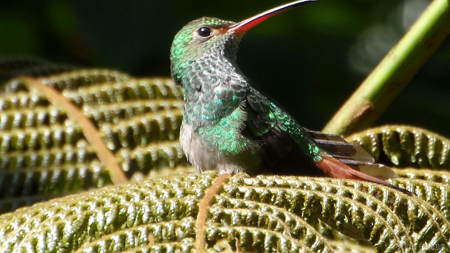12-colibri-mindo-tout-équateur