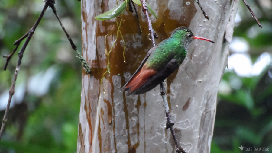 12'-mindo-colibri-tout-équateur
