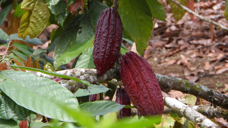 17-fêve-cacao-tout-équateur