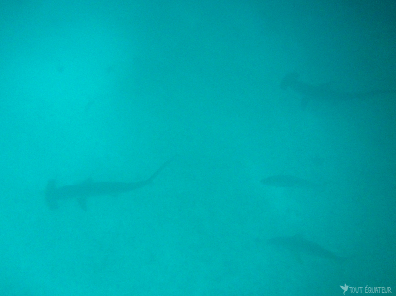 bande-requins-marteau-galapagos-tout-équateur