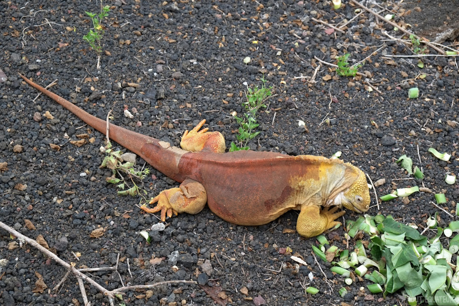 iguane-terrestre-galapagos-tout-équateur