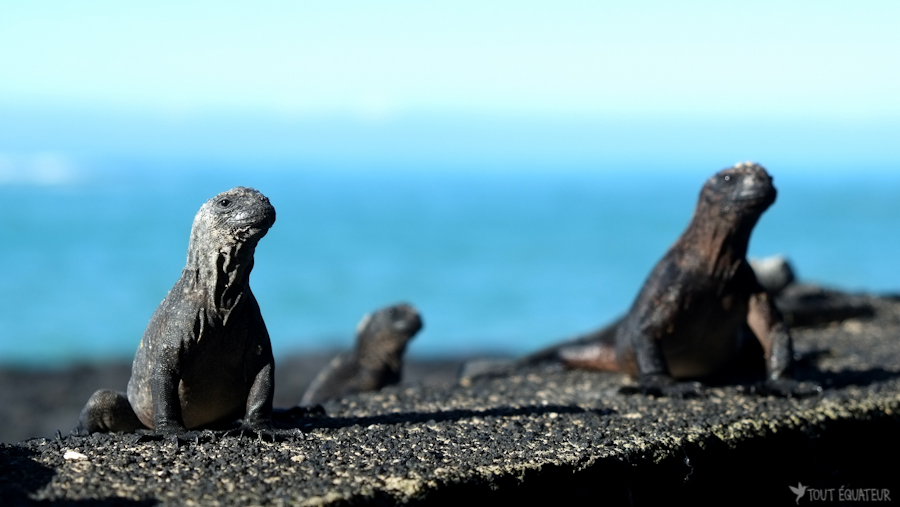 iguanes-marins-galapagos-tout-équateur