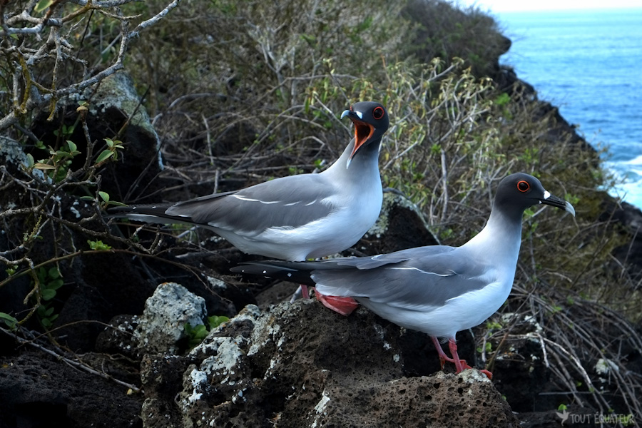 oiseaux-galapagos-tout-équateur