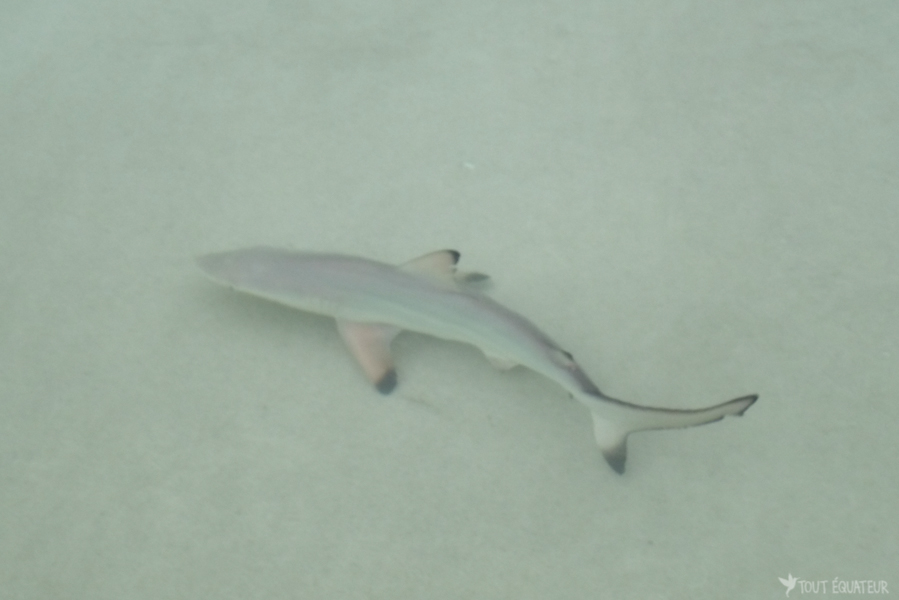requin-bebe-plage-galapagos-tout-équateur