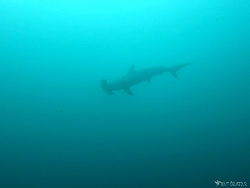 requin-marteau-galapagos-tout-équateur