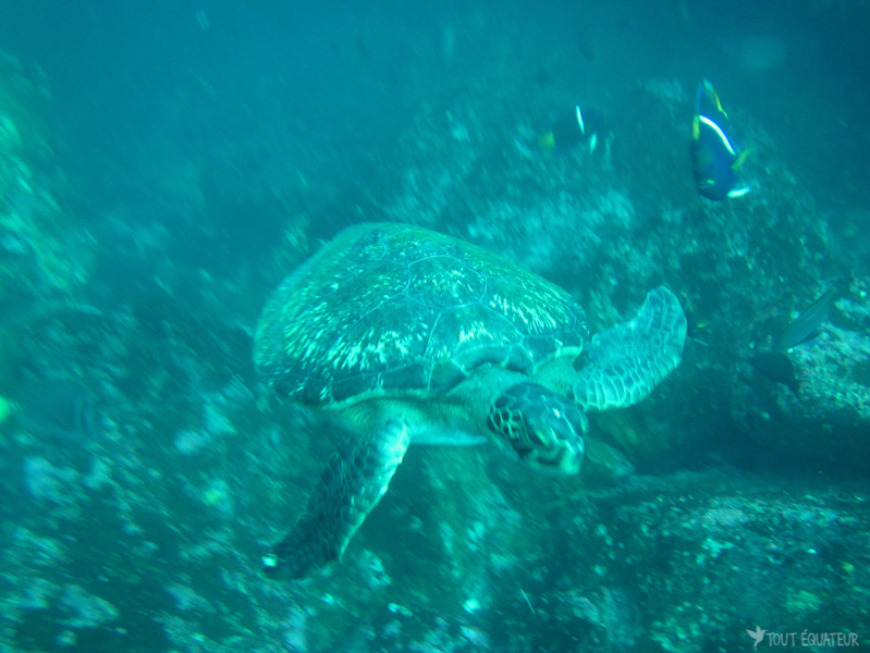 tortue-de-mer-eau-galapagos-tout-équateur