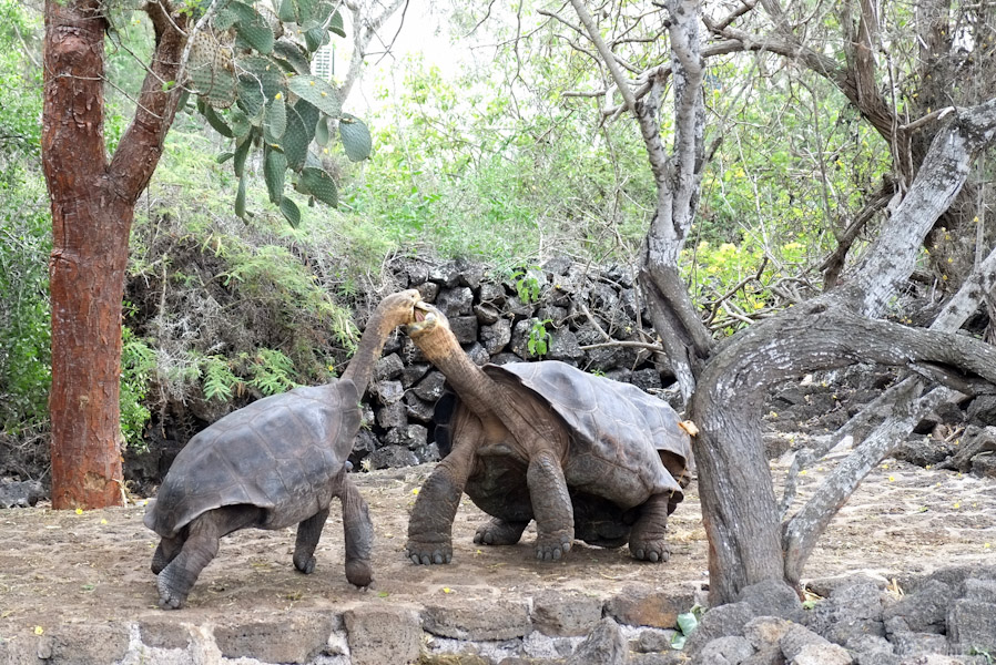 tortues-géantes-galapagos-tout-équateur