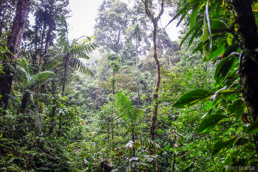 voyager en amazonie en equateur  2018