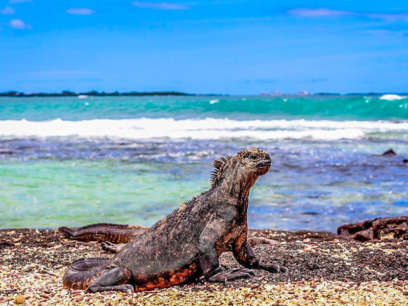 article-voyager-Galapagos-tout-equateur-12