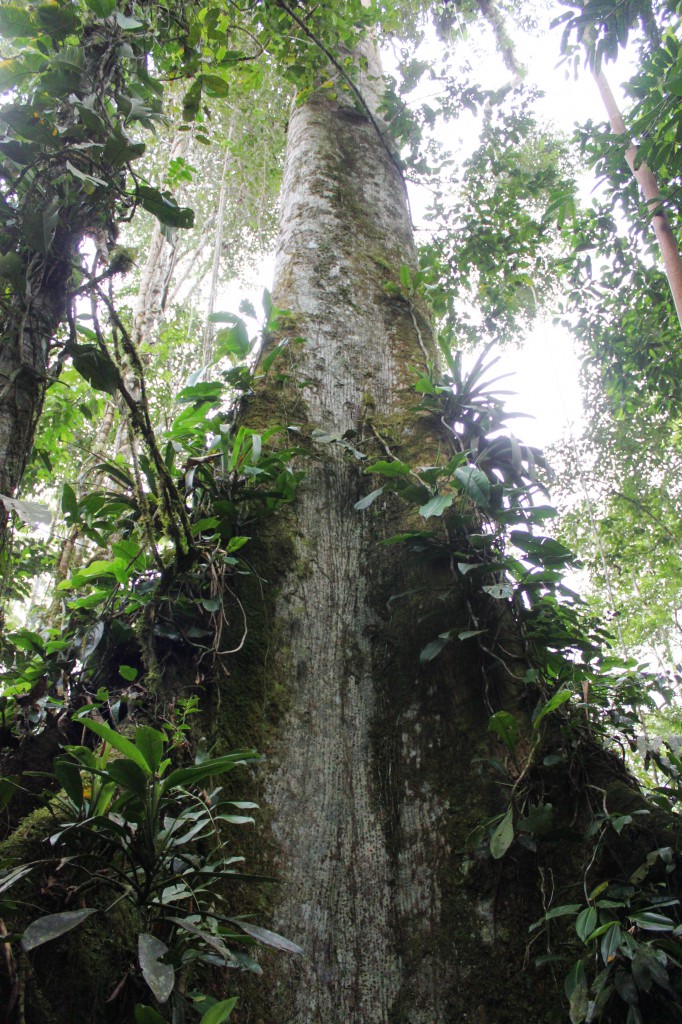 Arbre centenaire dans la fôret du Suchipakari