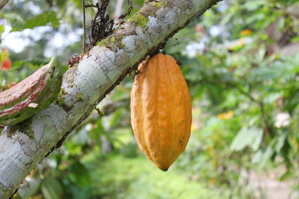 Le cacao pousse sur la propriété du Suchipakari EcoLodge