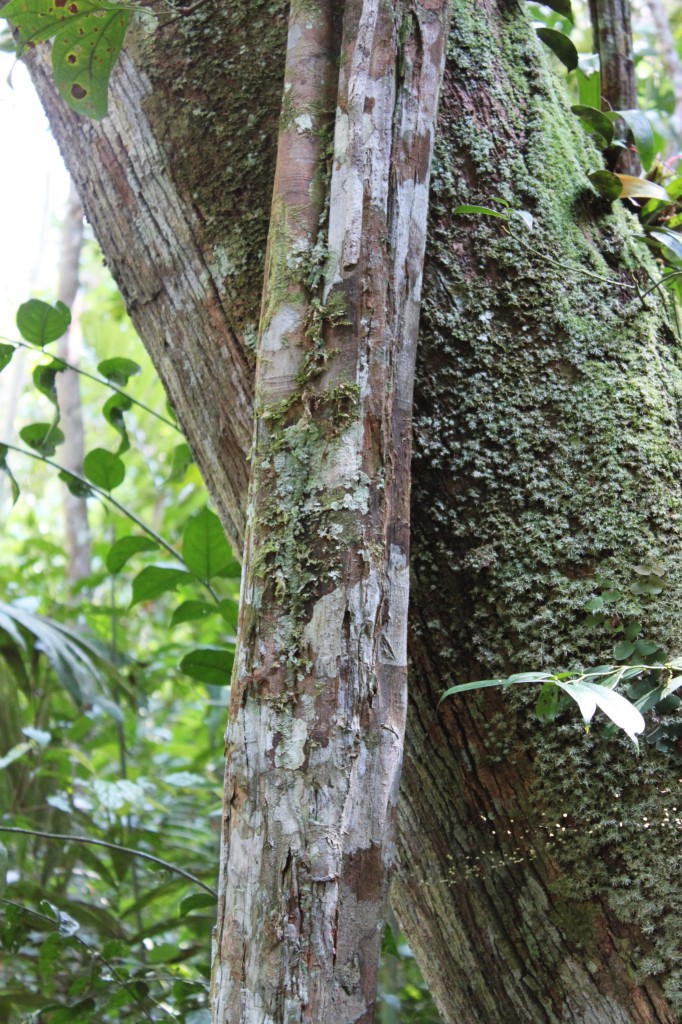 L'écorce de cet arbre est utilisé pour traiter le malaria