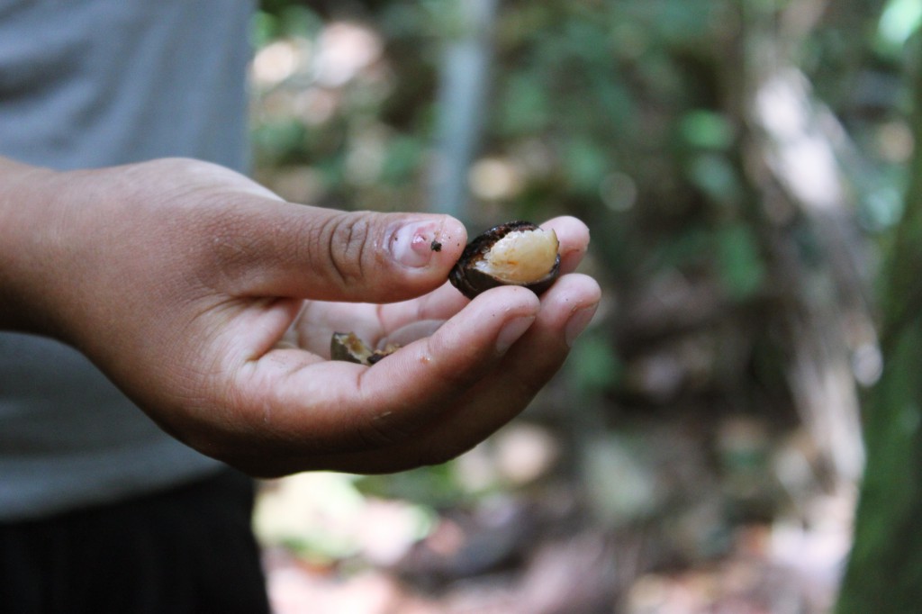 Les singes et perroquets se nourrissent de ces petits fruits provenant des palmiers