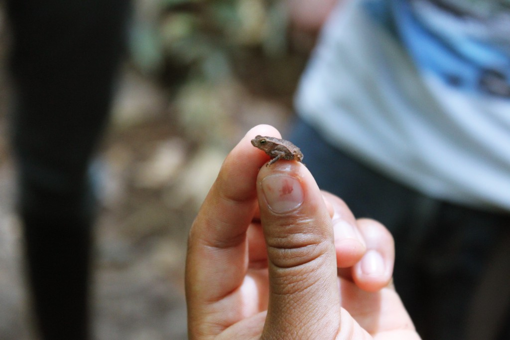 Minuscule grenouille