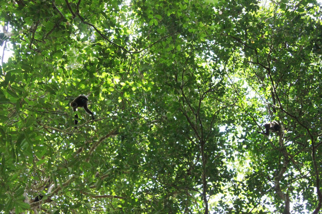 Deux singes qui nous obversent