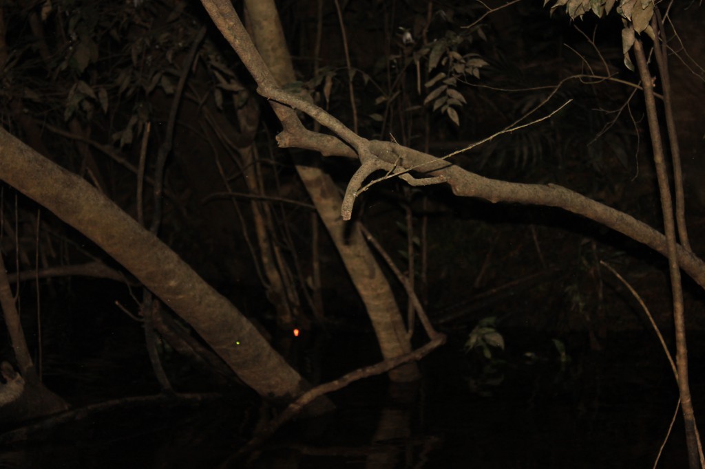 Le point rouge au milieu des branches est l'oeil d'un caïman!