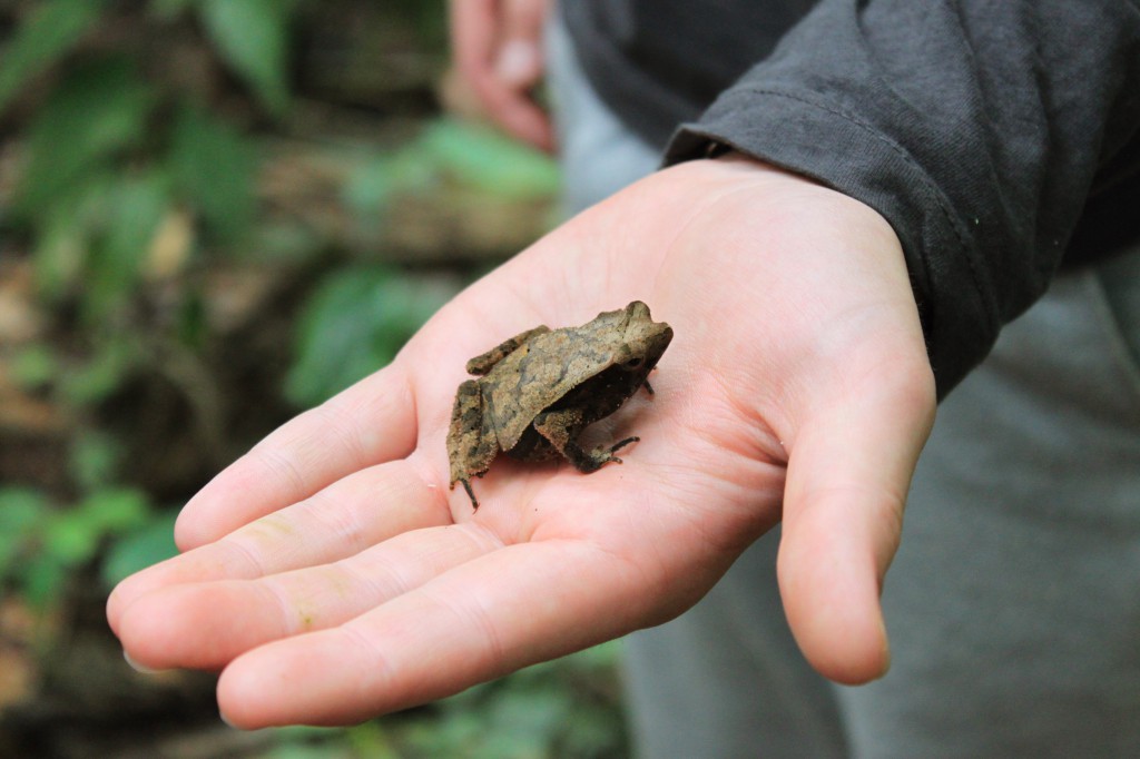 Grenouille