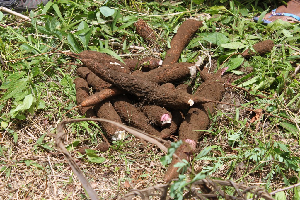 La racine de Manioc 