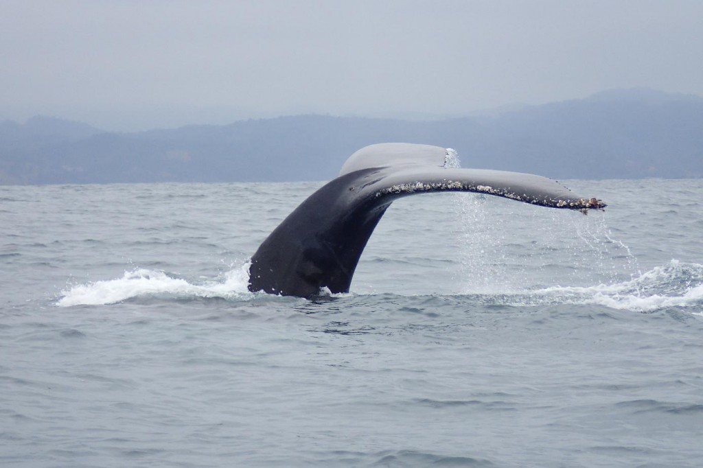 baleine-puerto-lopez