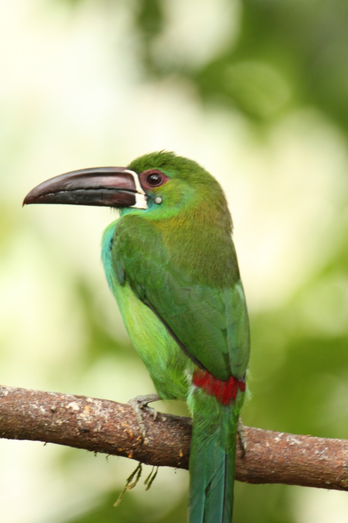  Toucanet à croupion rouge