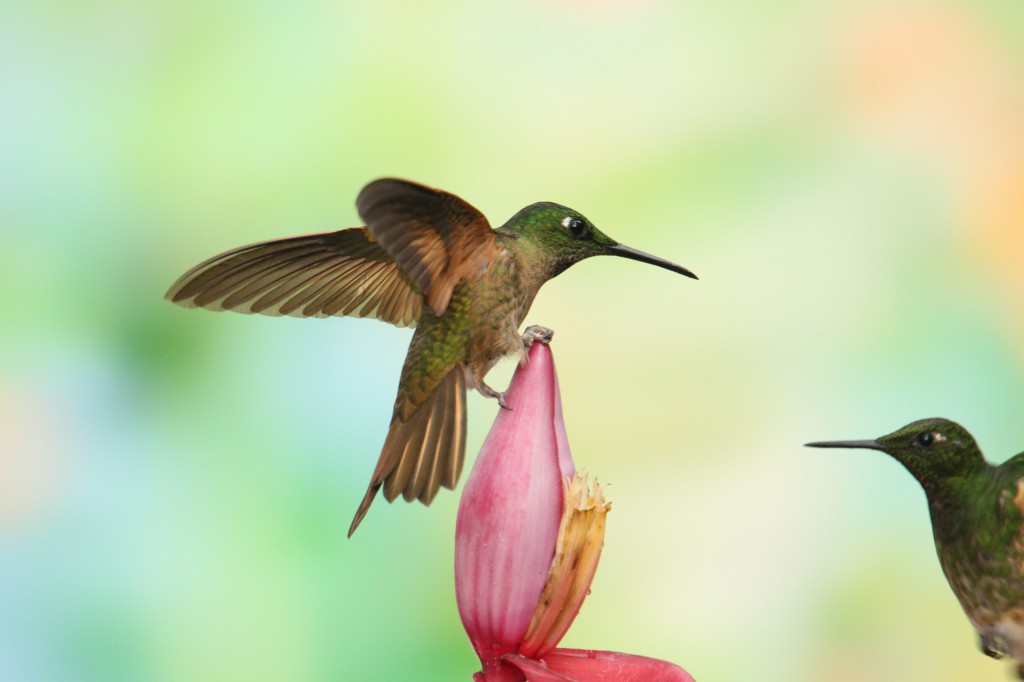 Colibri Flavescens