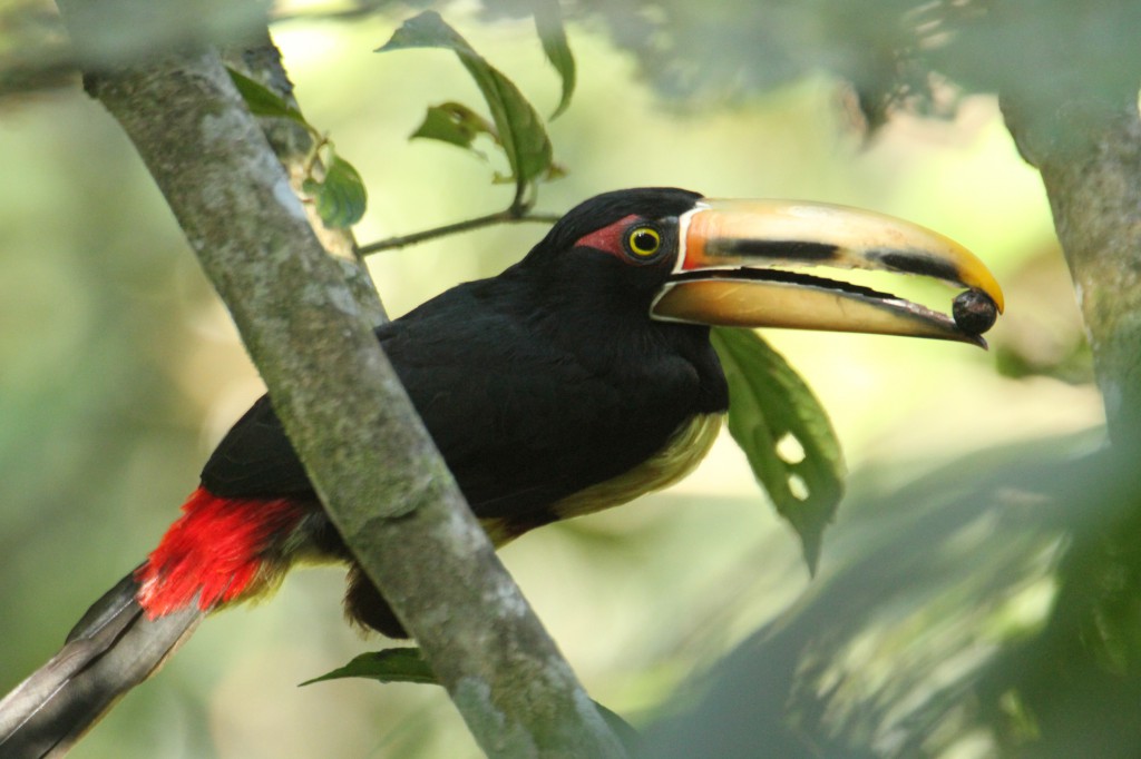 Aracari