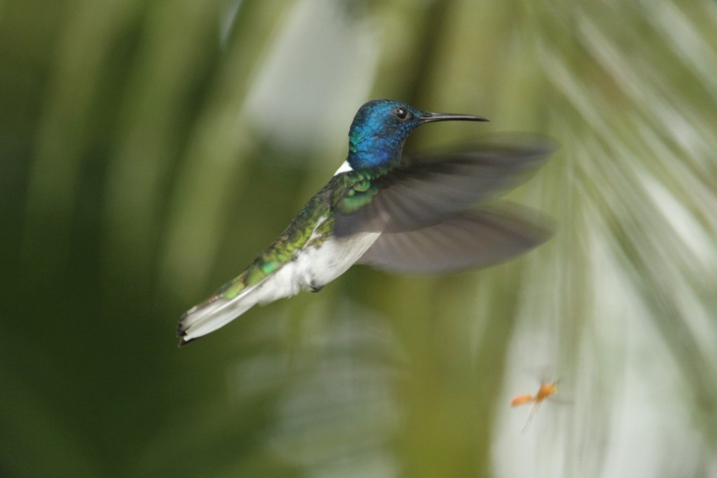 Colibri Jacobin