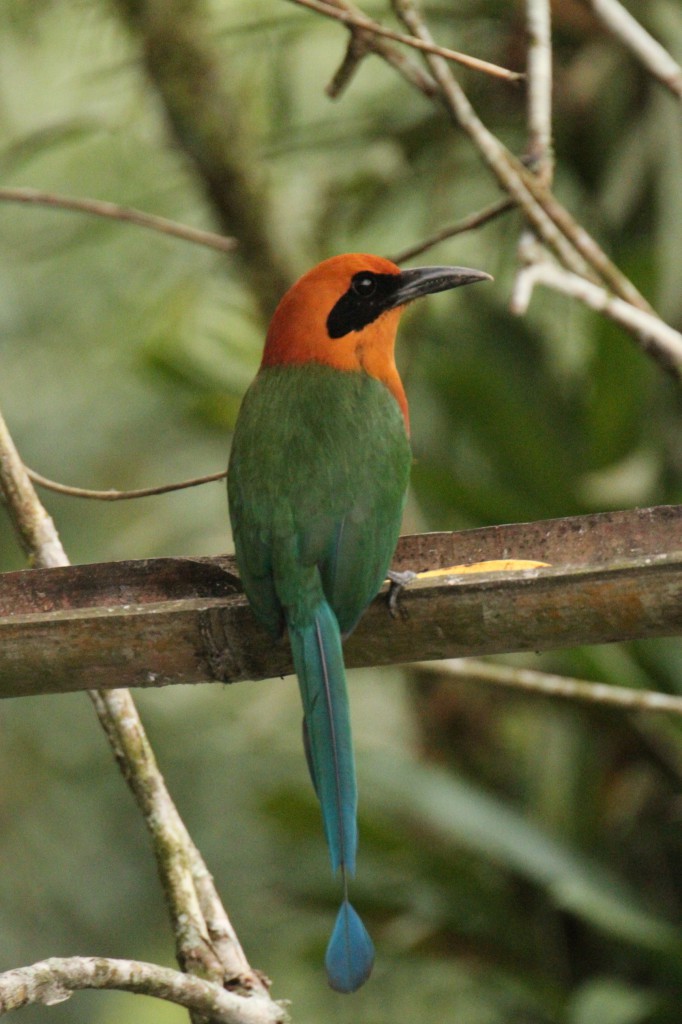 Motmot roux avec sa queue à raquette