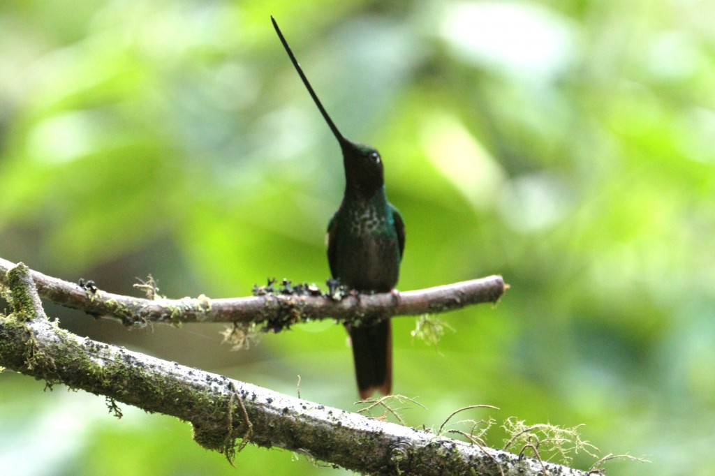 Colibri porte épée