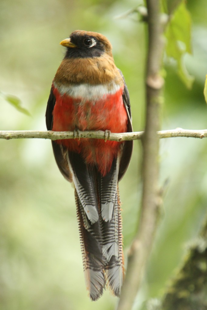  Trogon masqué (femelle)