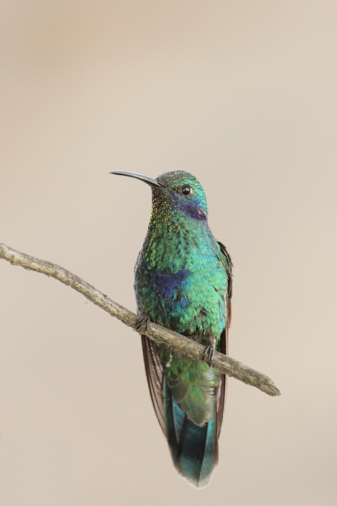 Colibris Anais