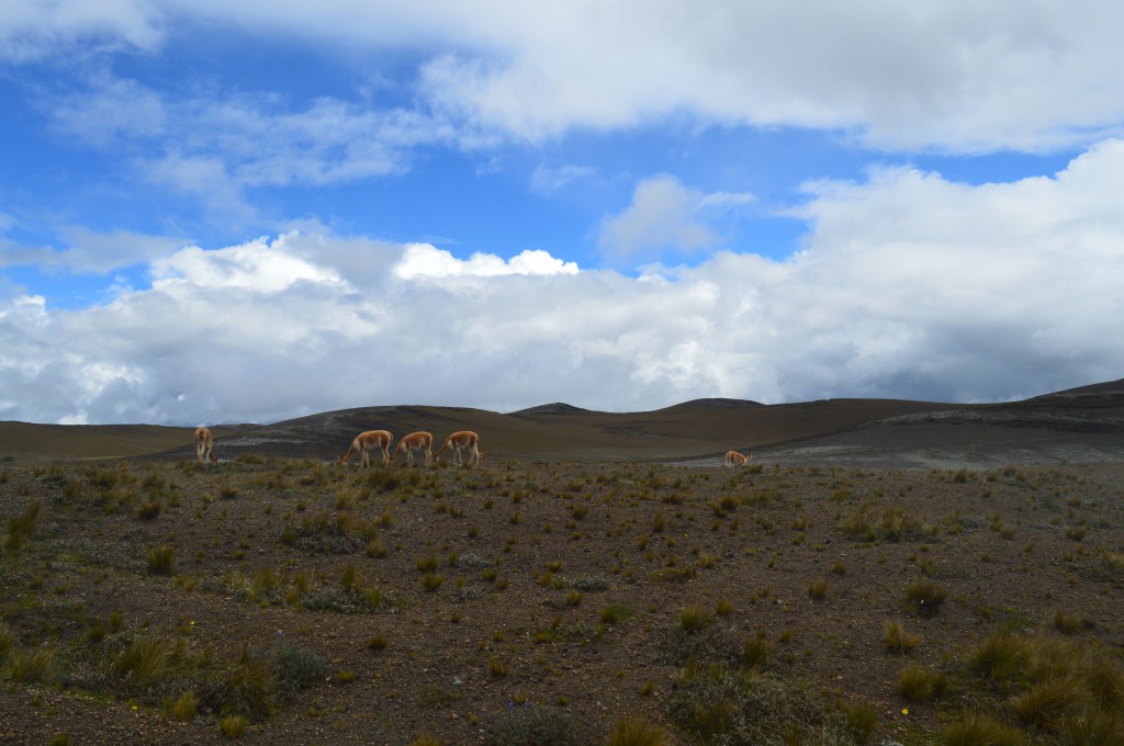 Chimborazo