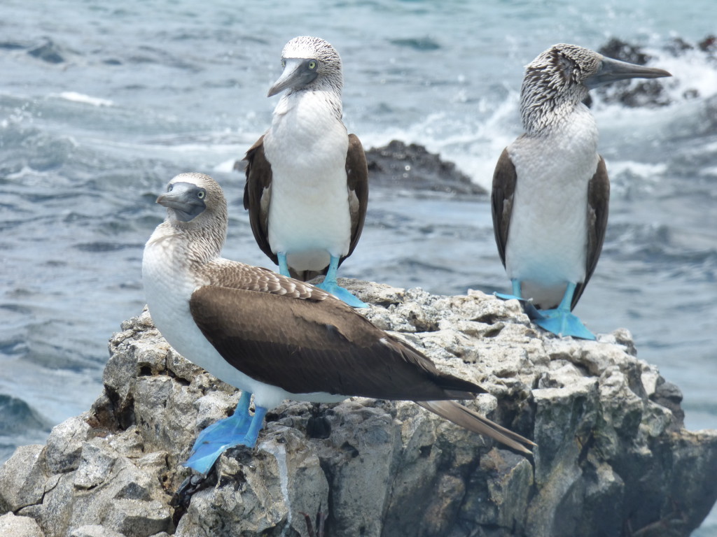 Fous à pattes bleues (1)