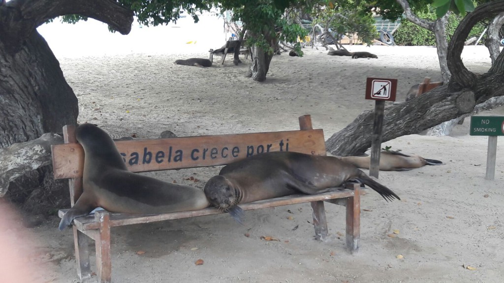 Isabela Galapagos Otarie - Valerie Florval