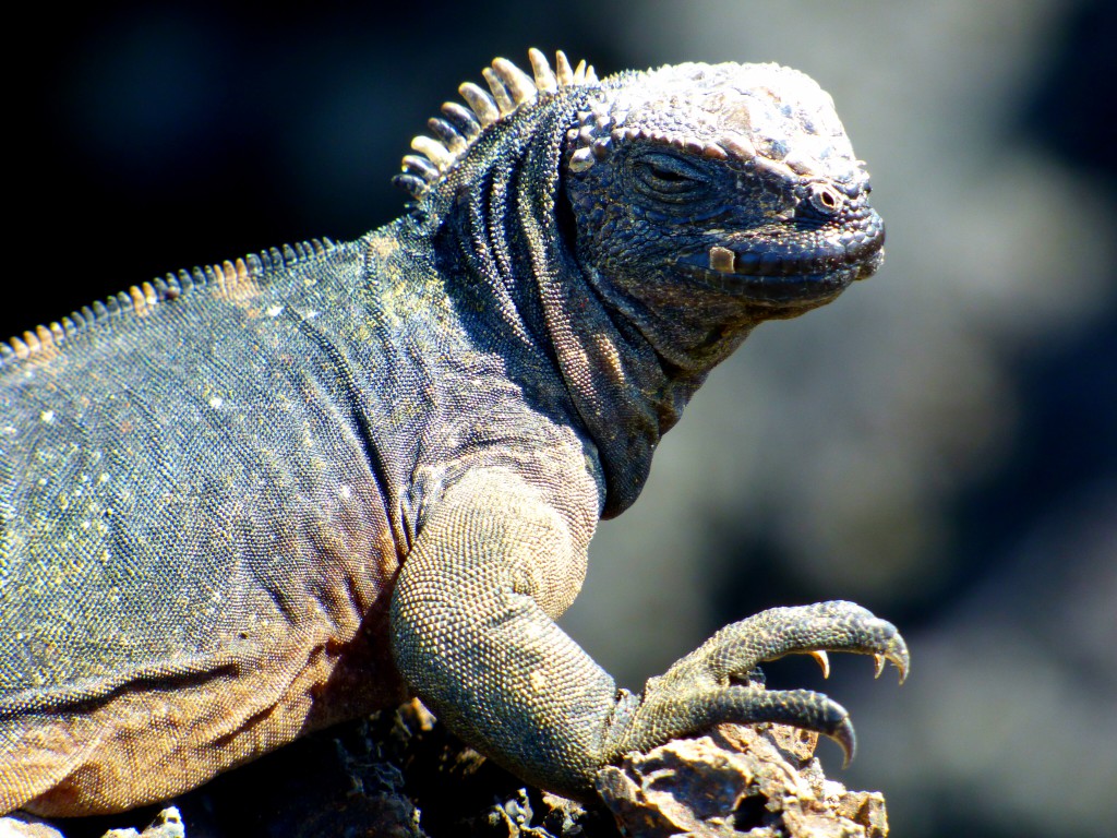 Isabela Iguane Galapagos - Valerie Florval (1)