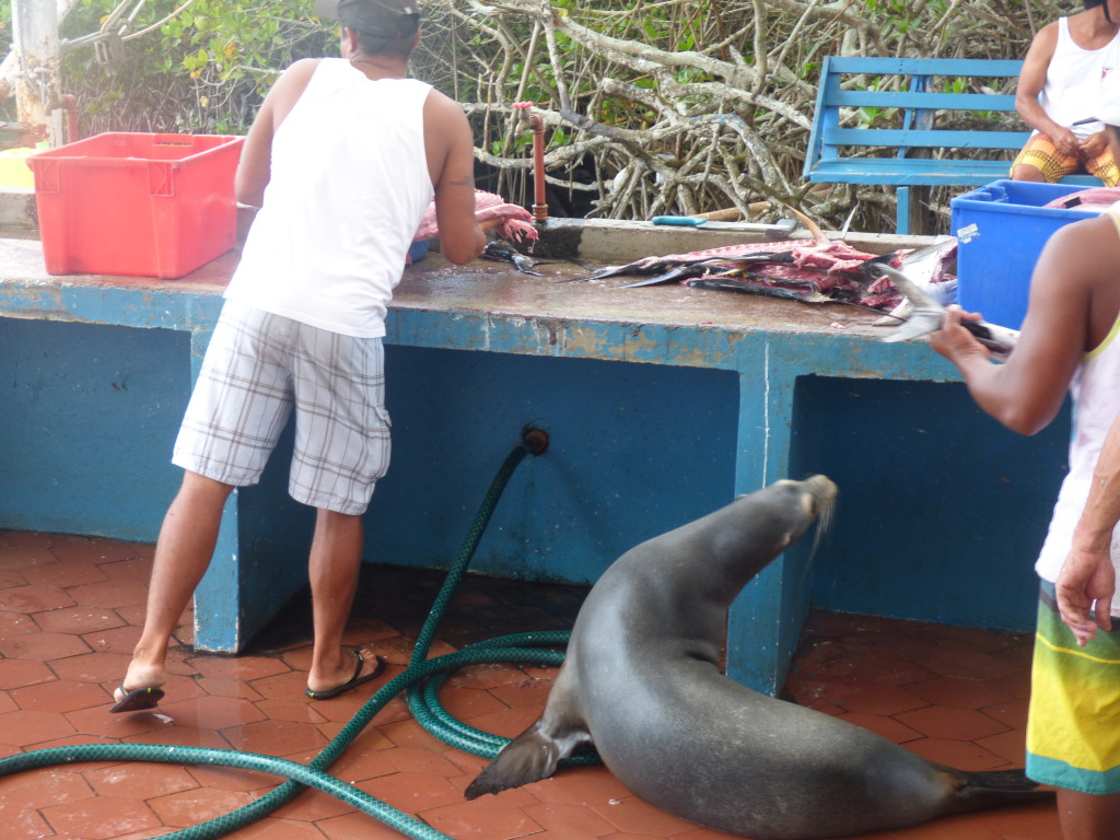 Santa Cruz Puerto Ayora Galapagos Otarie - Valerie Florval