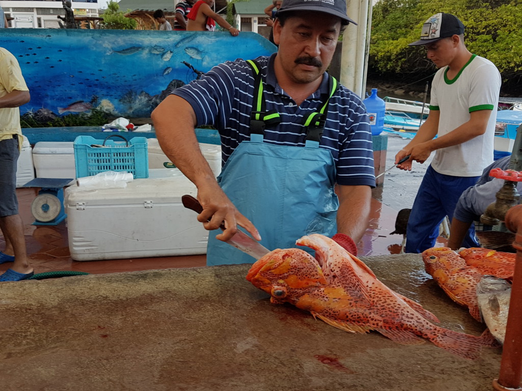 Santa Cruz Puerto Ayora Galapagos - Valerie Florval (1)