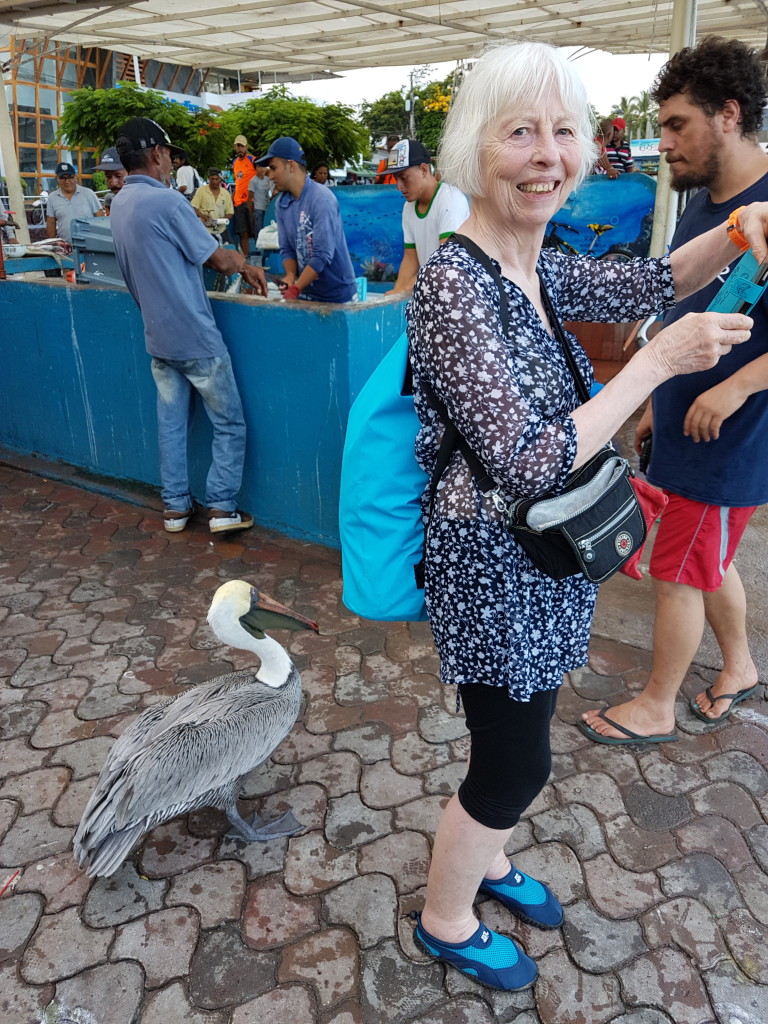 Santa Cruz Puerto Ayora Galapagos - Valerie Florval