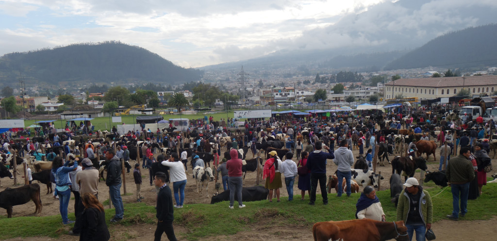 Otavalo 25 - Naud