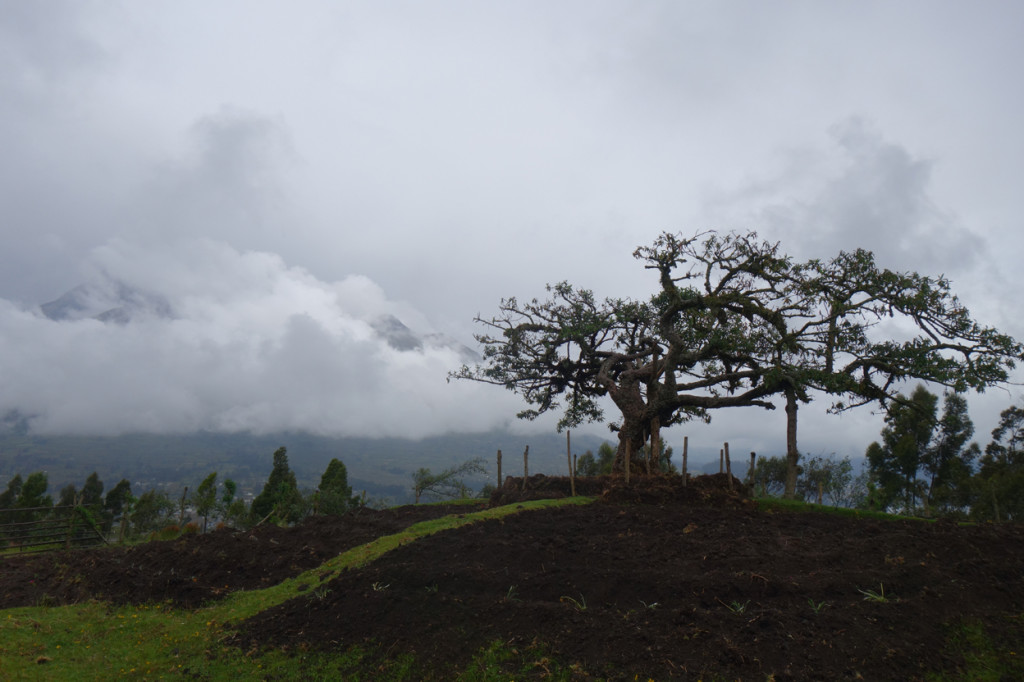 Otavalo 26 - Naud