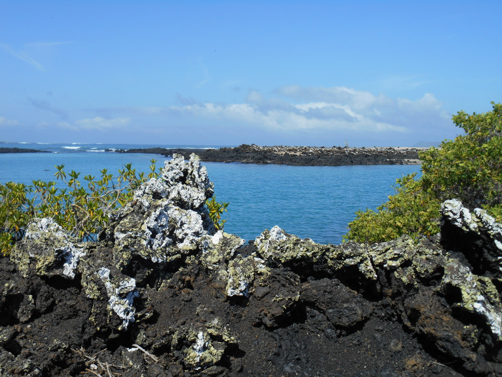 20170430 0171 Isabela - Sentier Isla Tintoreras