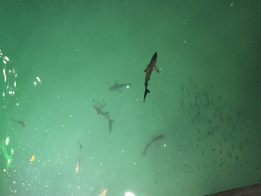 20170501 0358 Santa Cruz - requins au port