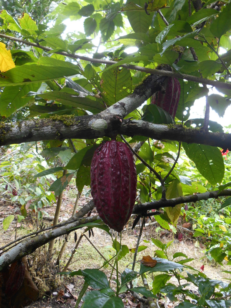 20170506 0807 Puerto Misahualli - Visite de la finca de cacao