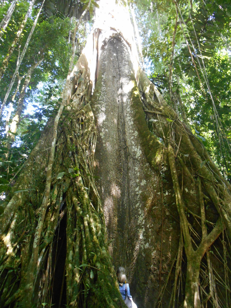 20170507 0970 Puerto Misahualli - Balade autour du Lodge