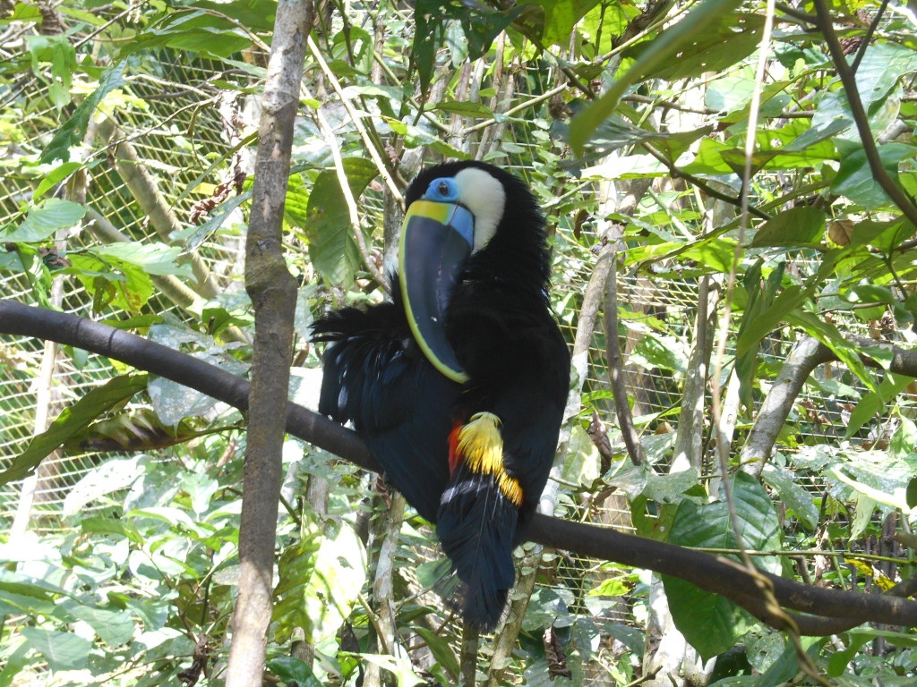 20170507 1020 Puerto Misahualli - Amazoonico