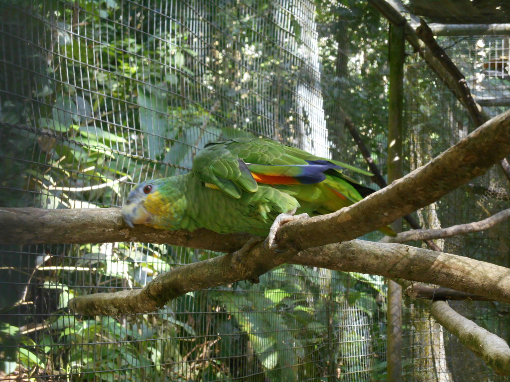 20170507 1028 Puerto Misahualli - Amazoonico