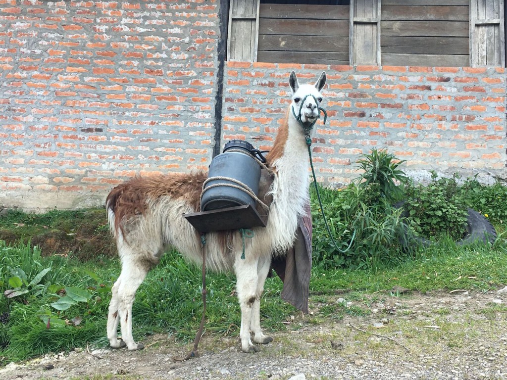 Bouvier Chimborazo 4