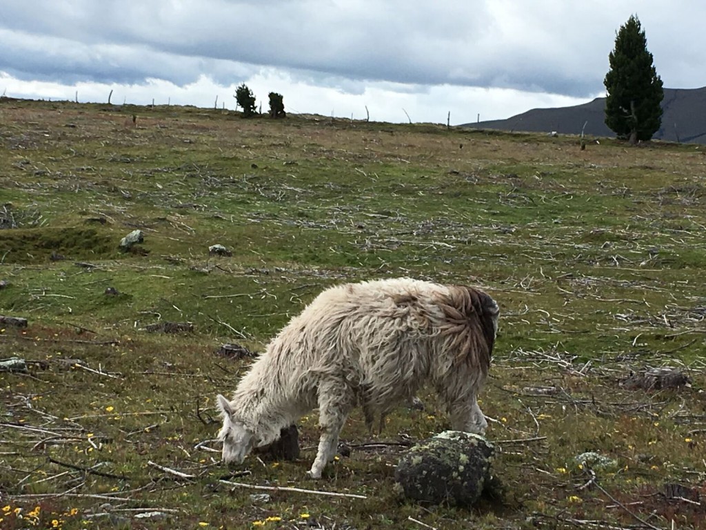 Bouvier Cotopaxi 9