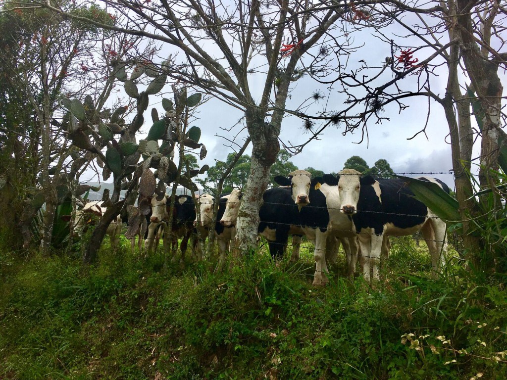 Bouvier Vilcabamba 3